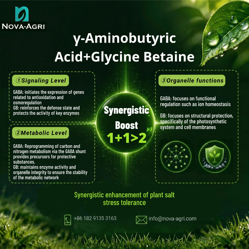 Synergistic Effects of γ- Aminobutyric Acid And Glycine Betaine